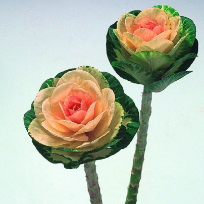 Okrasné zelí Sunrise - Brassica oleracea - semena - 20 ks