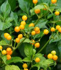 Chilli Aji Charapita Yellow - Capsicum chinense - semena - 7 ks