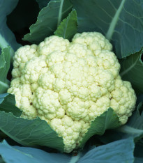 Květák pozdní Romanesco - Brassica oleracea botrytis - semena - 20 ks