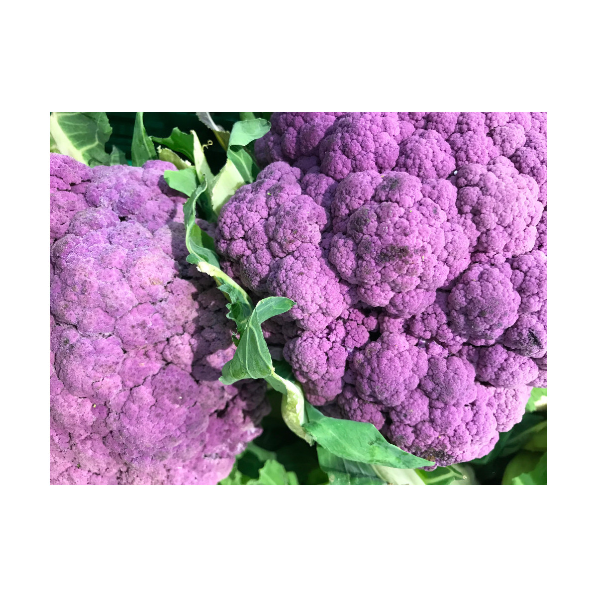 Květák Grafitti F1 - Brassica Oleracea L. Convar. Botrys - semena - 10 ks