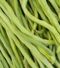 Fazole - Vigna čínská Metro - Vigna sinensis - semena - 40 ks