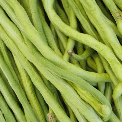 Fazole - Vigna čínská Metro - Vigna sinensis - semena - 40 ks