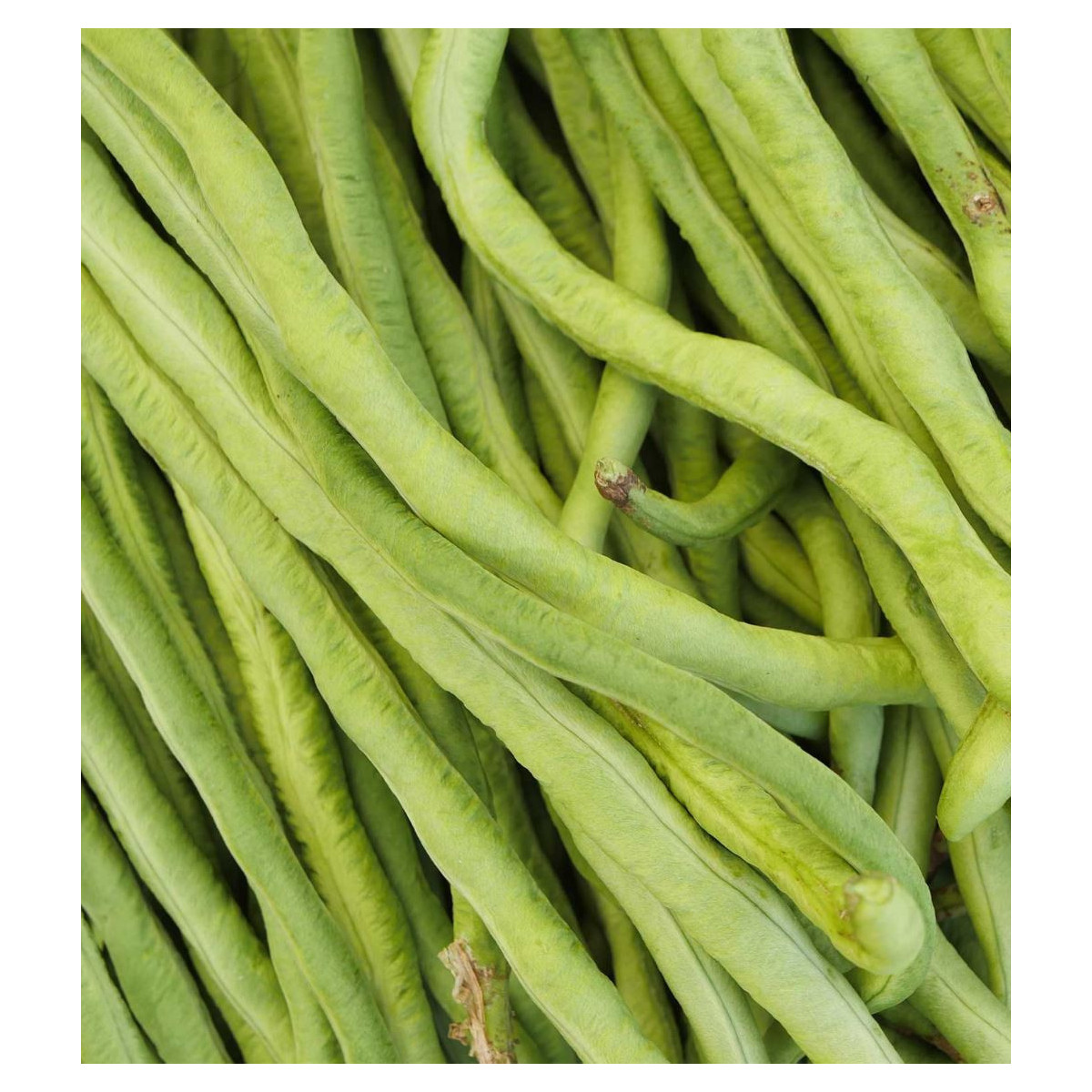 Fazole - Vigna čínská Metro - Vigna sinensis - semena - 40 ks