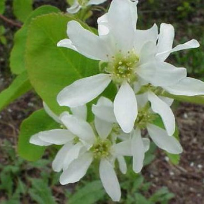 Rozinkový strom - semena Rozinkovníku - Amelanchier alnifolia - 7 ks