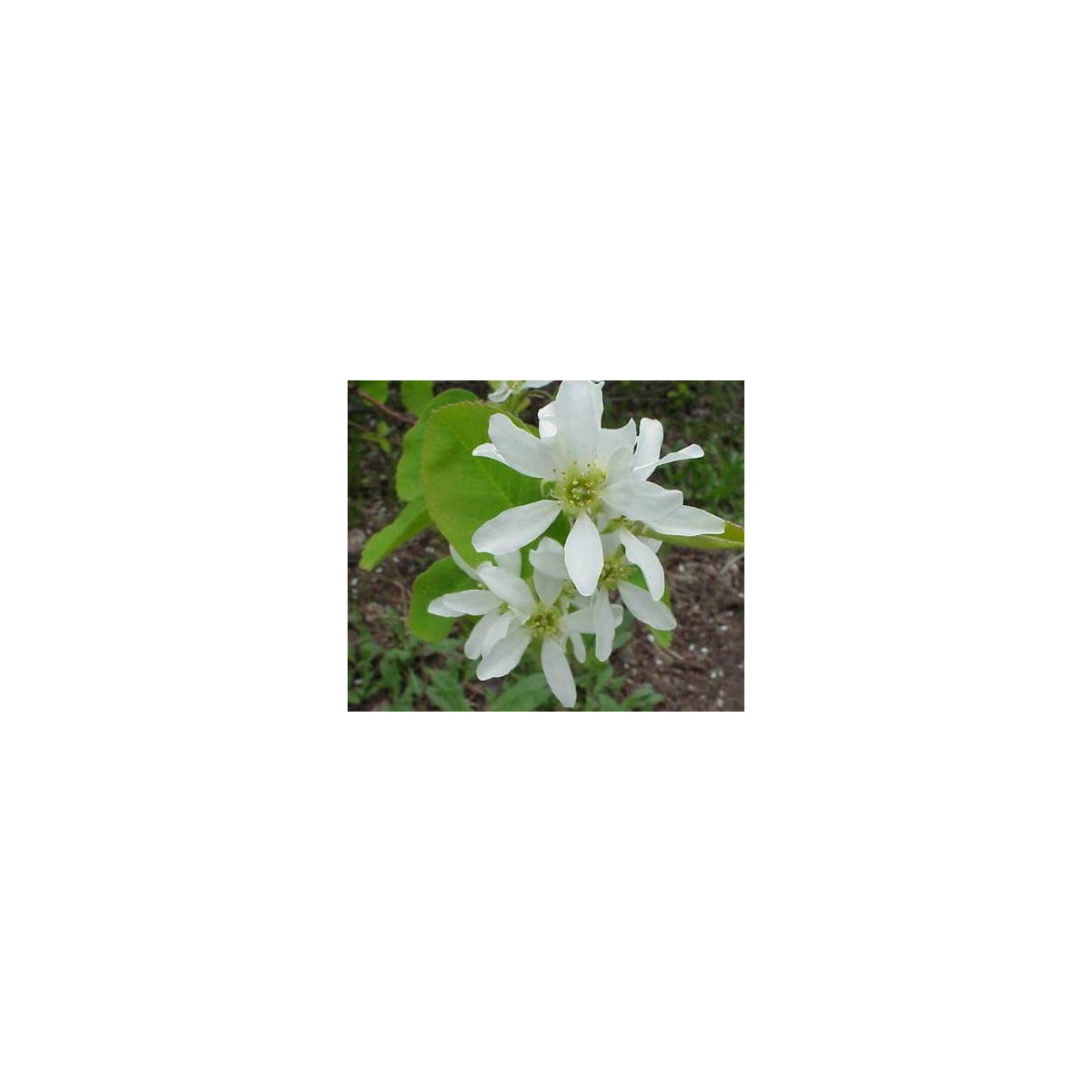 Rozinkový strom - semena Rozinkovníku - Amelanchier alnifolia - 7 ks