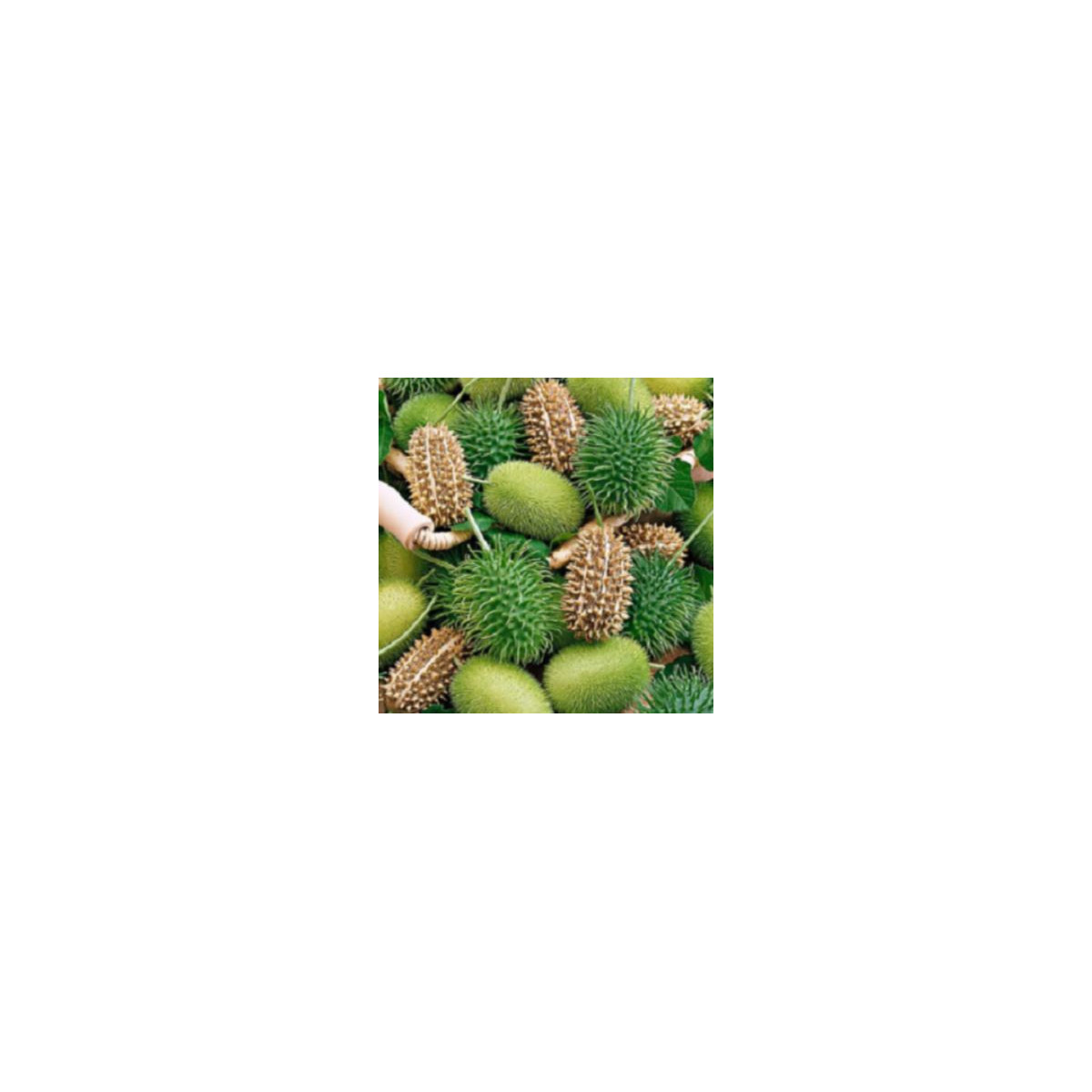 Okrasná okurka - Cucumis insignis - semena - 6 ks