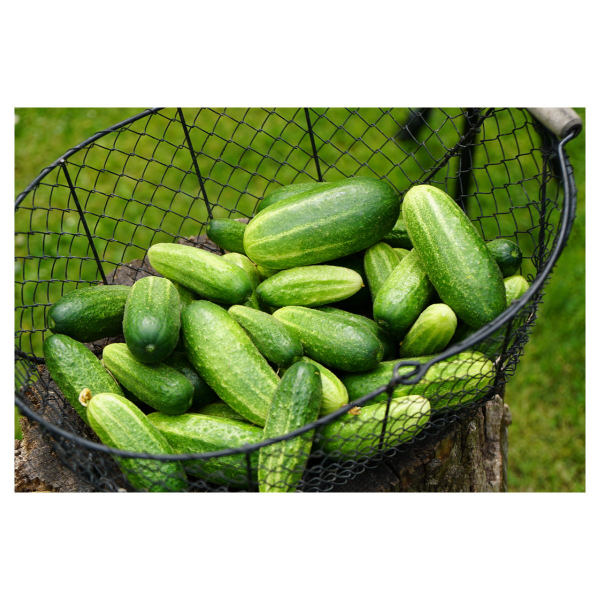 Okurka nakládačka - Vorgebirgstrauben - semena - 20 ks