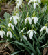 Sněženka podsněžník - Galanthus nivalis - cibuloviny - 3 ks