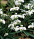 Sněženka plnokvětá - Galanthus nivalis double - cibuloviny - 3 ks