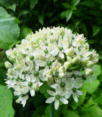 Česnek okrasný černý - Allium nigrum - cibuloviny - 2 ks