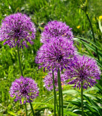 Česnek okrasný - Allium Aflatunense - cibuloviny - 3 ks