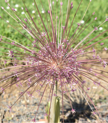 Česnek Schubertii – Allium Schubertii – cibulky okrasného česneku