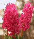 Hyacint Jan Bos - Hyacinthus - cibuloviny - 1 ks
