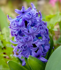 Hyacint Crystal Palace - Hyacinthus - cibuloviny - 1 ks