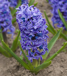 Hyacint Delft Blue - Hyacinthus - cibuloviny - 1 ks