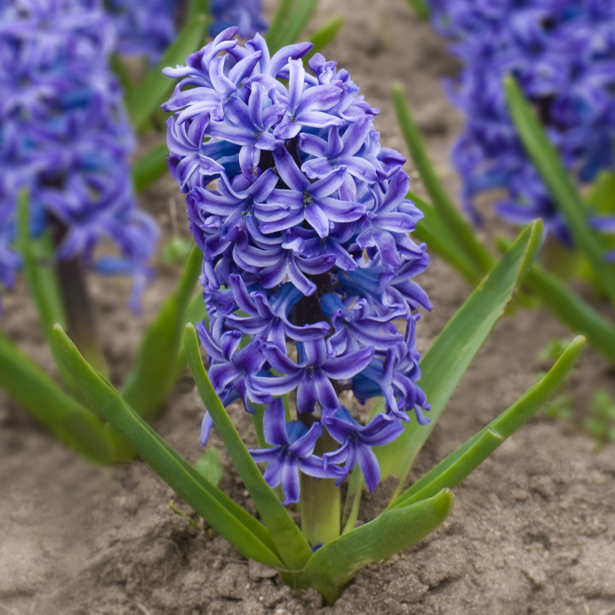 Hyacint Delft Blue - cibule hyacintů na prodej - 1 ks