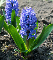 Hyacint Sky jacket - Hyacinthus L. - cibuloviny - 1 ks