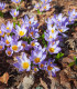 Krokus Tricolor – Crocus – hlízy krokusu