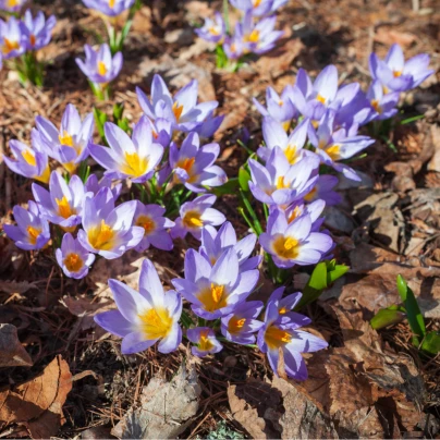 Krokus Tricolor - Crocus - cibuloviny - 3 ks
