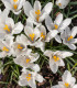 Krokus Jeanne d Arc - Crocus Vernus - cibuloviny - 3 ks