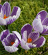 Krokus Pickwick - Crocus - cibuloviny - 3 ks