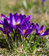 Šafrán setý - Crocus sativus - cibuloviny - 3 ks