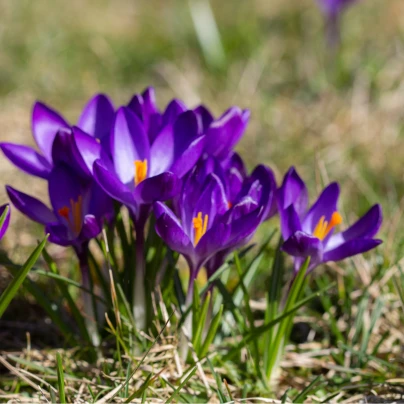 Šafrán setý - Crocus sativus - cibuloviny - 3 ks
