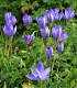 Krokus Specious - Crocus - cibuloviny - 3 ks