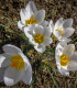 Krokus Ard Schenk - Crocus chrysanthus - cibuloviny - 3 ks