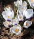 Krokus Prins Claus - Crocus - cibuloviny - 3 ks