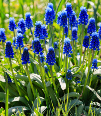 Modřenec arménský - Muscari armeniacum - cibuloviny - 5 ks