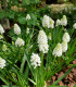 Modřenec White magic - Muscari aucheri - cibuloviny - 5 ks