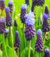 Modřenec širokolistý - Muscari latifolium - cibuloviny - 5 ks