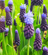Modřenec širokolistý - Muscari latifolium - cibuloviny - 5 ks