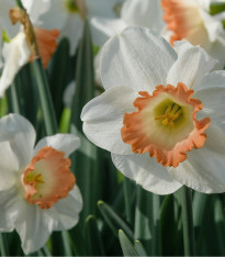 Narcis Pink Charm - Narcissus - cibuloviny - 3 ks