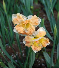 Narcis Vanilla Peach - Narcissus - cibuloviny - 3 ks