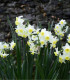 Narcis Minnow - Narcissus L. - cibuloviny - 3 ks