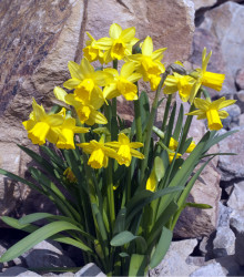 Narcis Tete a Tete – Narcissus L. – cibulky narcisu
