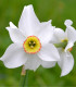 Narcis poeticus recurvus Pheasant eye - Narcissus - cibuloviny - 3 ks