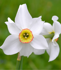 Narcis poeticus recurvus Pheasant eye - Narcissus - cibuloviny - 3 ks