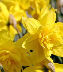 Narcis Golden Ducat - Narcissus - cibuloviny - 3 ks