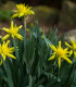 Mininarcis Rip van Winkle - Narcissus - cibuloviny - 3 ks
