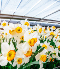 Narcis Flower Record - Narcissus - cibuloviny - 3 ks