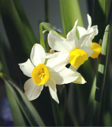 Narcis Canaliculatus – Narcissus – cibulky narcisu