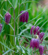 Řebčík kostkovaný - Fritillaria meleagris - cibuloviny - 3 ks