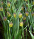 Řebčík Uva vulpis - Fritillaria - cibuloviny - 5 ks