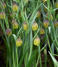 Řebčík Uva vulpis - Fritillaria - cibuloviny - 5 ks