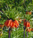 Řebčík královský Aurora - Fritillaria imperialis - cibuloviny - 1 ks