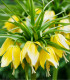 Řebčík královský Lutea - Fritillaria Imperialis Lutea Maxima - cibuloviny - 1 ks