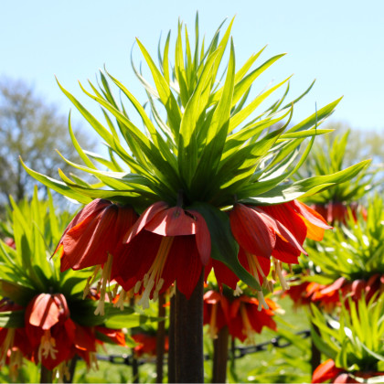 Řebčík červený - Fritillaria rubra - cibuloviny - 1 ks